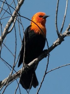 Federal/Scarlet-headed Blackbird