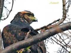 Gavilán mixto/Harris's Hawk