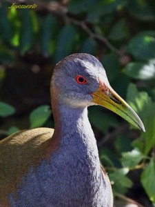 Ipacaá/Giant Wood-Rail
