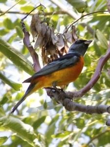 NaranjeroM/Blue-and-yellow TanagerM NaranjeroM/Blue-and-yellow TanagerM