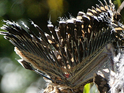 Hocó colorado/Rufescent Tiger-Heron Hocó colorado/Rufescent Tiger-Heron