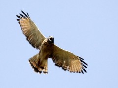 Taguató/Roadside Hawk