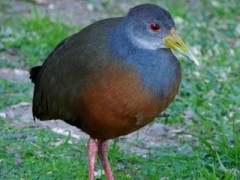 Chiricote/Gray-necked Wood-Rail Chiricote/Gray-necked Wood-Rail