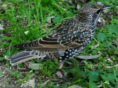 Estornino pinto/European Starling Estornino pinto/European Starling