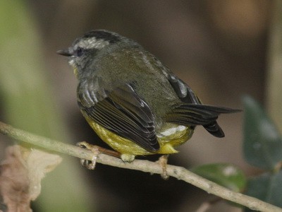 Arañero coronado chico/Golden-crowned Warbler