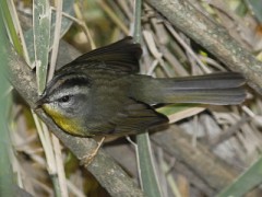 Arañero coronado chico/Golden-crowned Warbler Arañero coronado chico/Golden-crowned Warbler