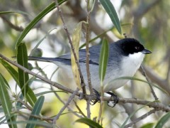 Monterita cabeza negra/Black-capped Warbling-Finch Monterita cabeza negra/Black-capped Warbling-Finch