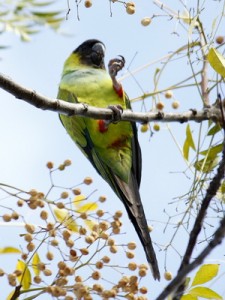 Nanday/Black-hooded Parakeet Nanday/Black-hooded Parakeet