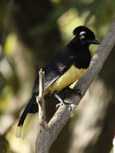 Urraca/Plush-crested Jay Urraca/Plush-crested Jay
