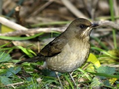 Zorzal chalchalero/Creamy-bellied Thrush Zorzal chalchalero/Creamy-bellied Thrush