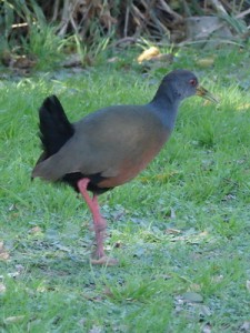 Chiricote/Gray-necked Wood-Rail