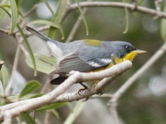 Pitiayumí/Tropical Parula Pitiayumí/Tropical Parula