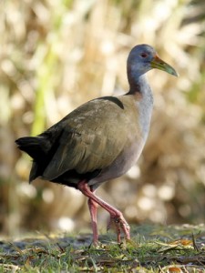 Ypacaá/Giat Wood-Rail