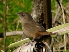 Ratona común/House Wren Ratona común/House Wren