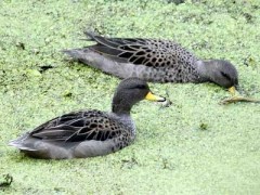 Barcino/Speckled Teal Barcino/Speckled Teal