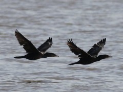 Biguá/Neotropic Cormorant Biguá/Neotropic Cormorant