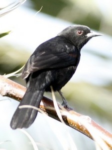 Boyerito/Epaulet Oriole Boyerito/Epaulet Oriole