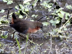 Burrito común/Rufous-sided Crake Burrito común/Rufous-sided Crake