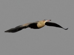 Chiflón/Whistling Heron Chiflón/Whistling Heron