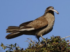 Chimango/Chimango Caracara Chimango/Chimango Caracara
