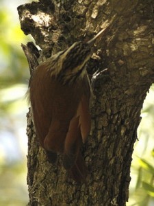 Chinchero chico/Narrow-billed Woodcreeper Chinchero chico/Narrow-billed Woodcreeper