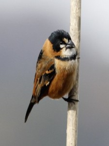 Corbatita dominó/Rusty-collared Seedeater Corbatita dominó/Rusty-collared Seedeater