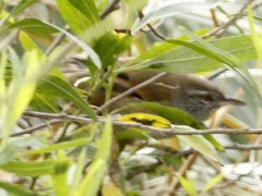 Curutié ocráceo/Sulphur-bearded Spinetail Curutié ocráceo/Sulphur-bearded Spinetail