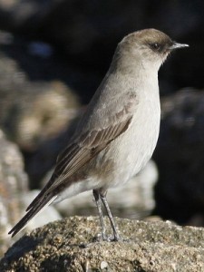 Dormilona cara negra/Dark-faced Ground-Tyrant Dormilona cara negra/Dark-faced Ground-Tyrant