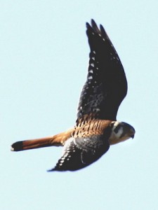 Halconcito colorado/American Kestrel Halconcito colorado/American Kestrel