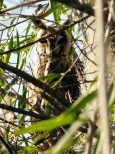 Lechuzón orejudo/Striped Owl Lechuzón orejudo/Striped Owl