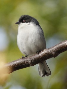 Monterita cabeza negra/Black-capped Warbling-Finch Monterita cabeza negra/Black-capped Warbling-Finch