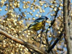 NaranjeroM/Blue-and-yellow TanagerM NaranjeroM/Blue-and-yellow TanagerM