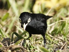 Pico de plata/Spectacled Tyrant Pico de plata/Spectacled Tyrant