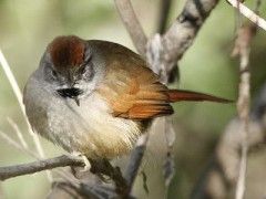 Pijuí frente gris/Sooty-fronted Spinetail Pijuí frente gris/Sooty-fronted Spinetail