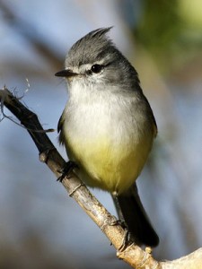 Piojito común/White-crested Tyrannulet Piojito común/White-crested Tyrannulet