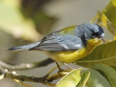 Pitiayumí/Tropical parula Pitiayumí/Tropical parula