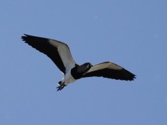 Tero común/Southern Lapwing Tero común/Southern Lapwing
