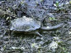 Tortuga cuello de serpiente/Snake-necked Turtle Tortuga cuello de serpiente/Snake-necked Turtle
