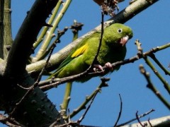 Catita chirirí/Yellow-chevroned Parakeet