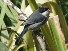 Monterita cabeza negraJ/Black-capped Warbling-Finch