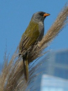 Verdón/Great Pampa-Finch