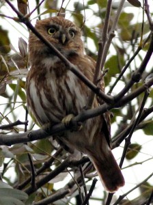 Caburé chico/Ferruginous Pygmy-Owl
