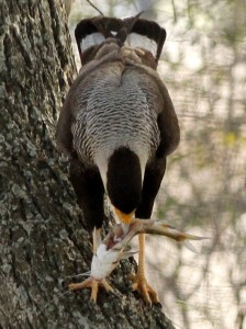 Carancho/Southern-crested Caracara