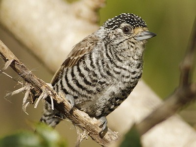 Carpinterito comúnH/White-barred PiculetF