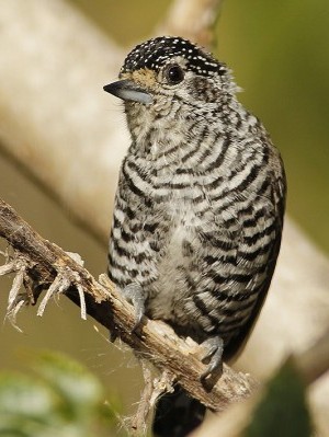 Carpinterito comúnH/White-barred PiculetF