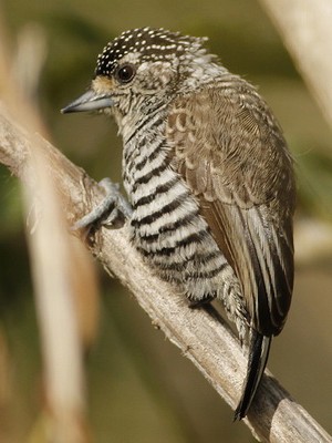 Carpinterito comúnH/White-barred PiculetF