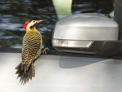 Carpintero real tobogán/Green-barred Woodpecker Slide Carpintero real tobogán/Green-barred Woodpecker Slide