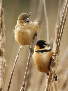 Corbatita dominó/Rusty-collared Seedeater