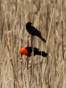 Federal/Scarlet-headed Blackbird