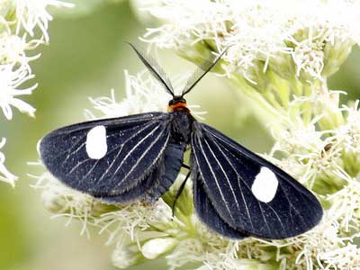 Melanchroia aterea/Melanchroia aterea Melanchroia aterea/Melanchroia aterea